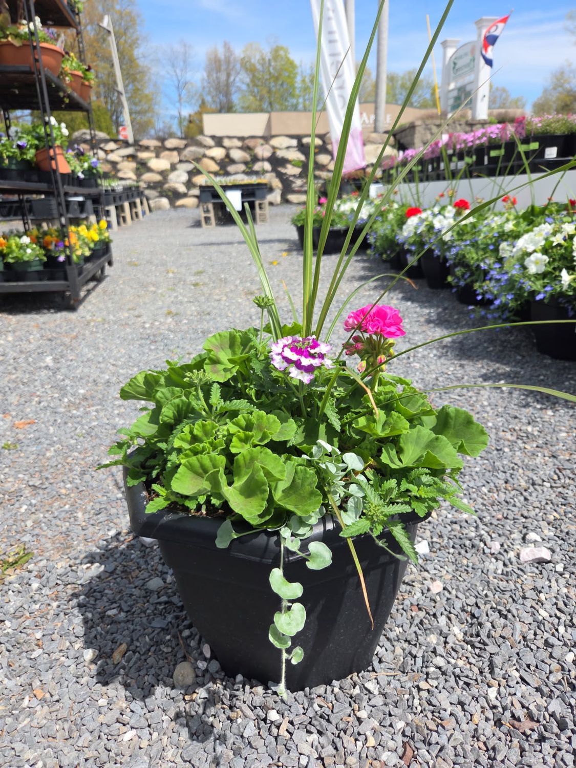 Annual Patio Pot Black Hex Charity