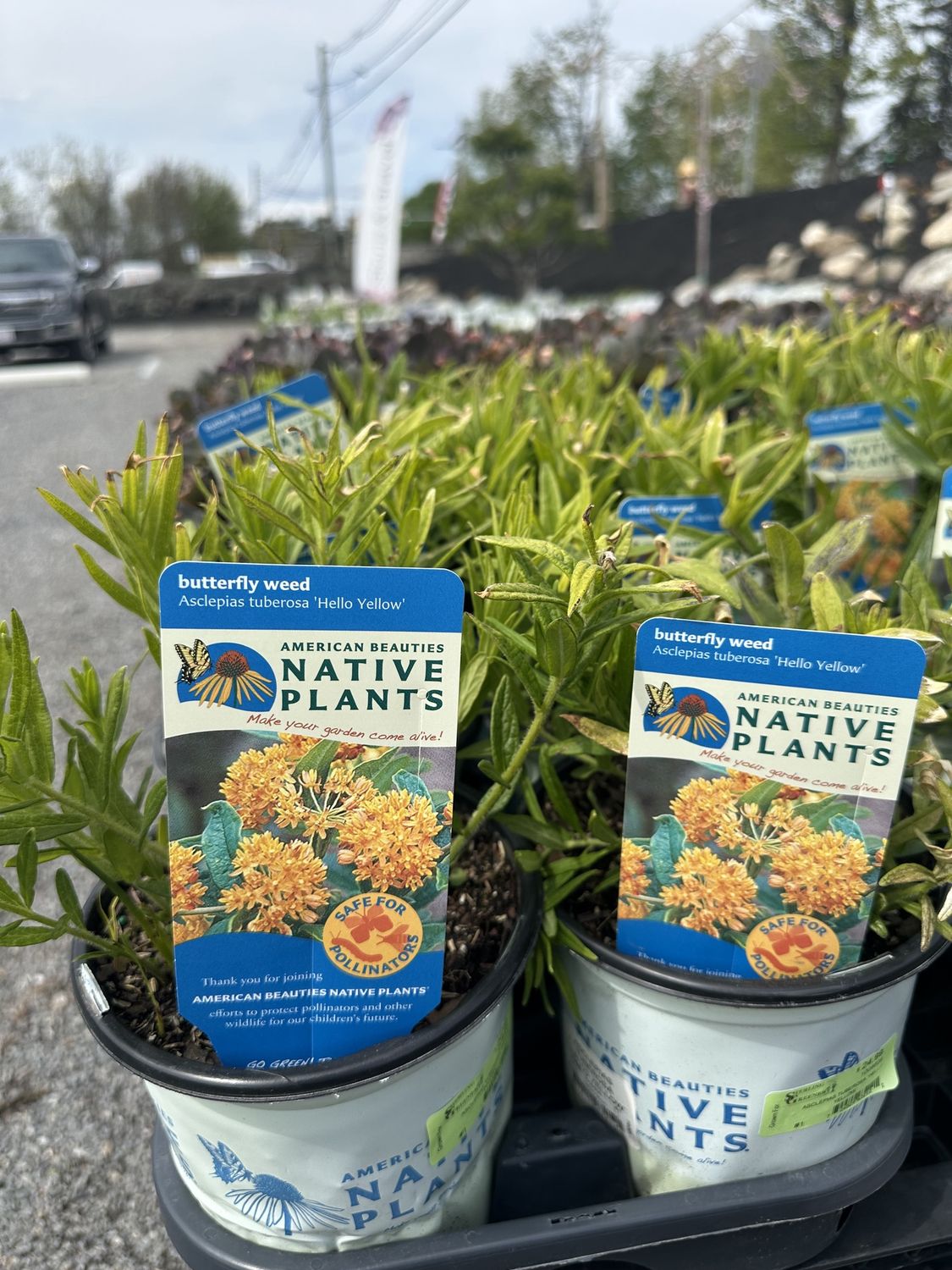 Butterfly Weed