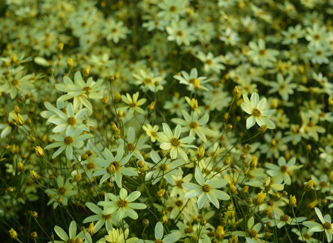 Coreopsis Moonbeam