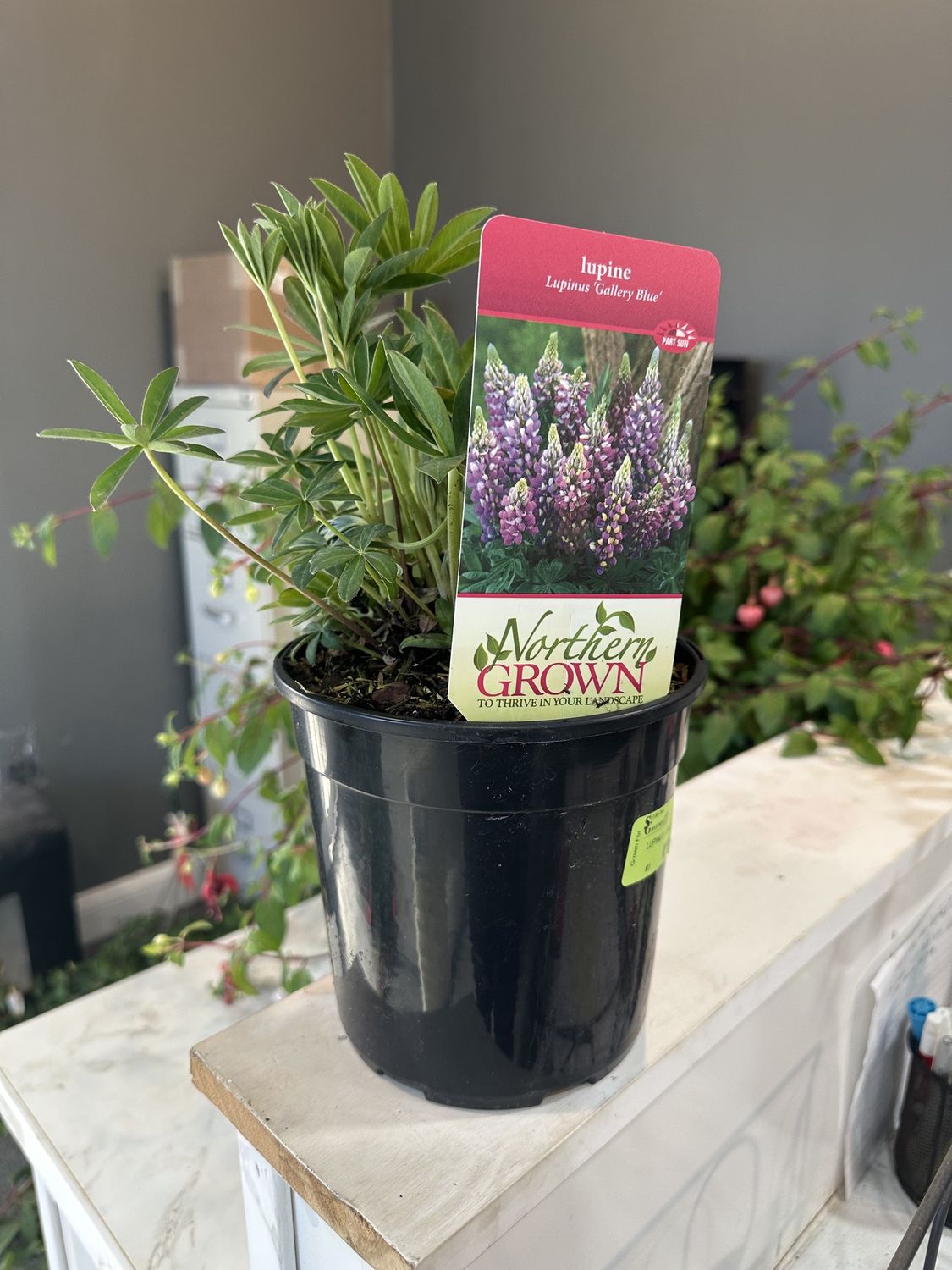 Lupine Gallery Blue