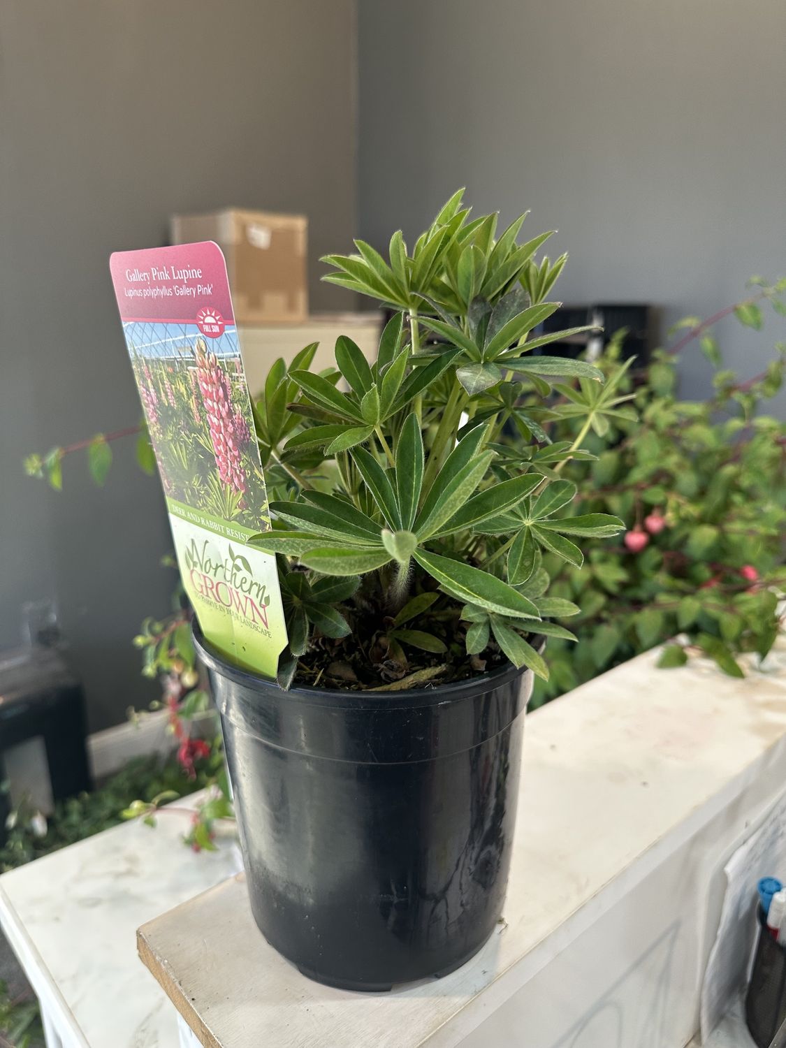 Lupine Gallery Pink