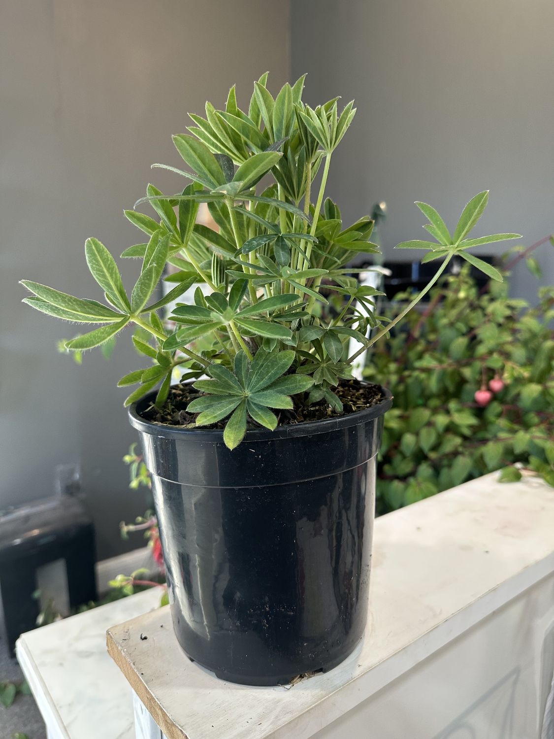 Lupine Gallery Red