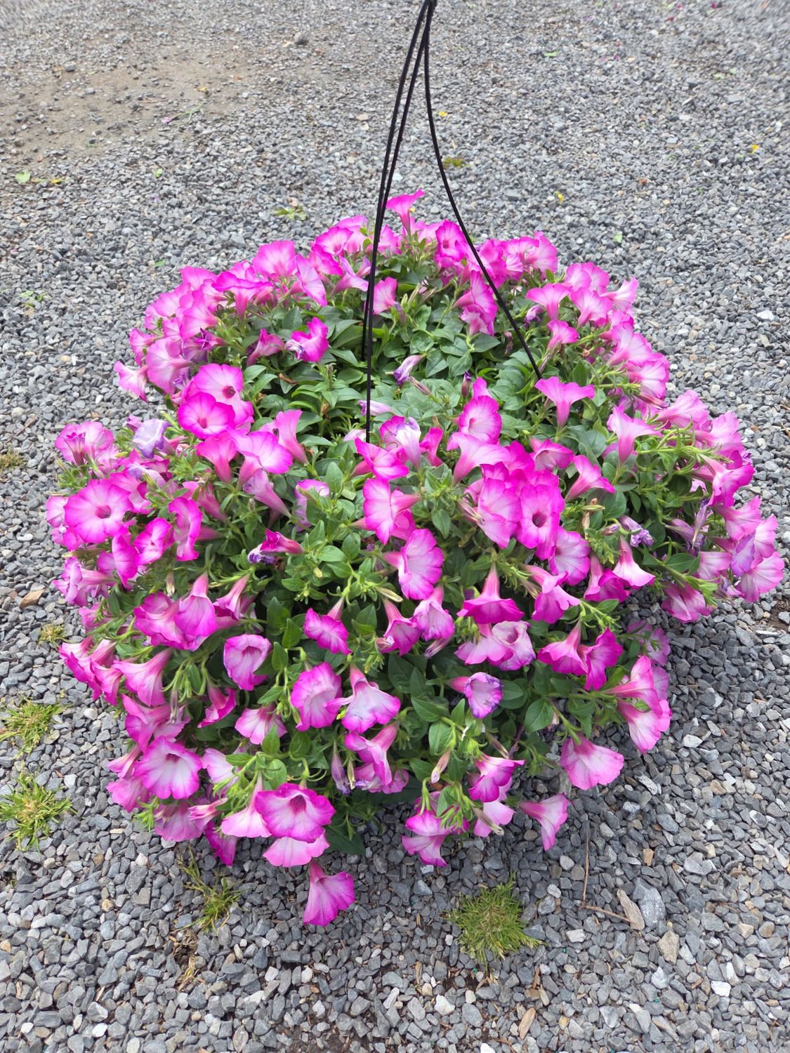 Annual Hanging Basket Supertunia Tiara Pink