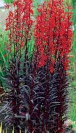 Queen Victoria Cardinal Flower