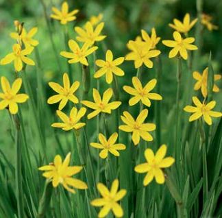 Yellow Eyed Grass