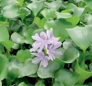 Water Hyacinth