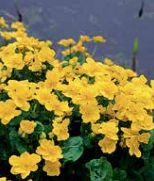 Marsh Marigold