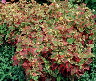 Chameleon Plant