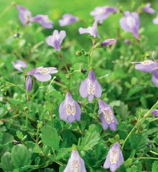 Creeping Mazus