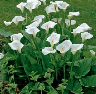 Calla Lily Water Plant