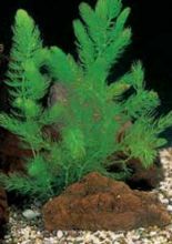 Hornwort