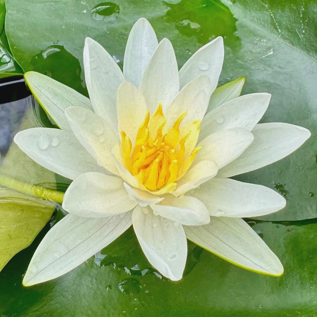 Waterlily Albatross Sm