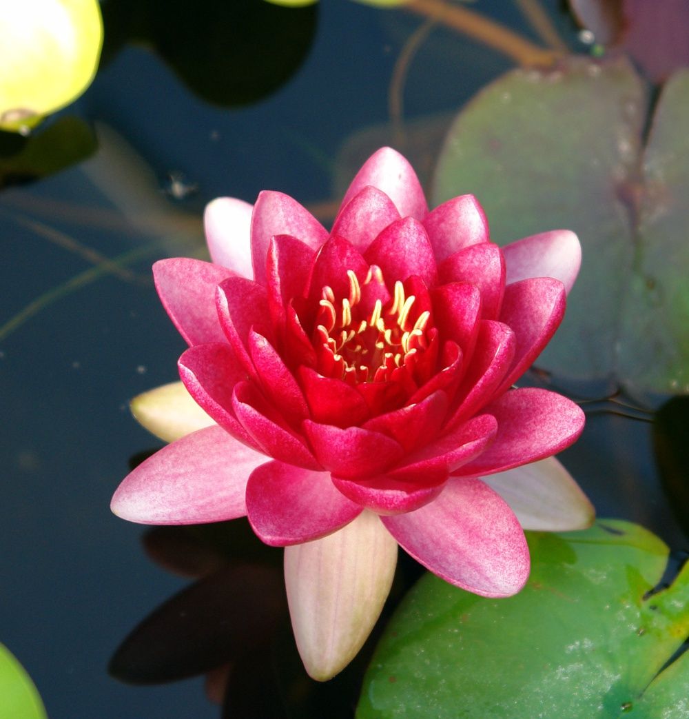 Waterlily Attraction Sm