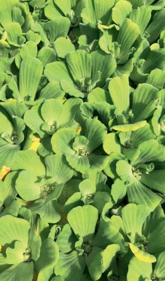 Water Lettuce