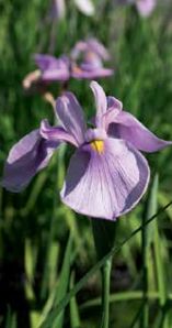 Iris Rose Queen