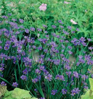 Blue Eyed Grass