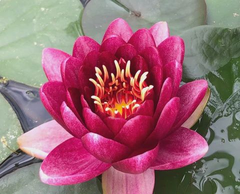 Waterlily Almost Black Sm