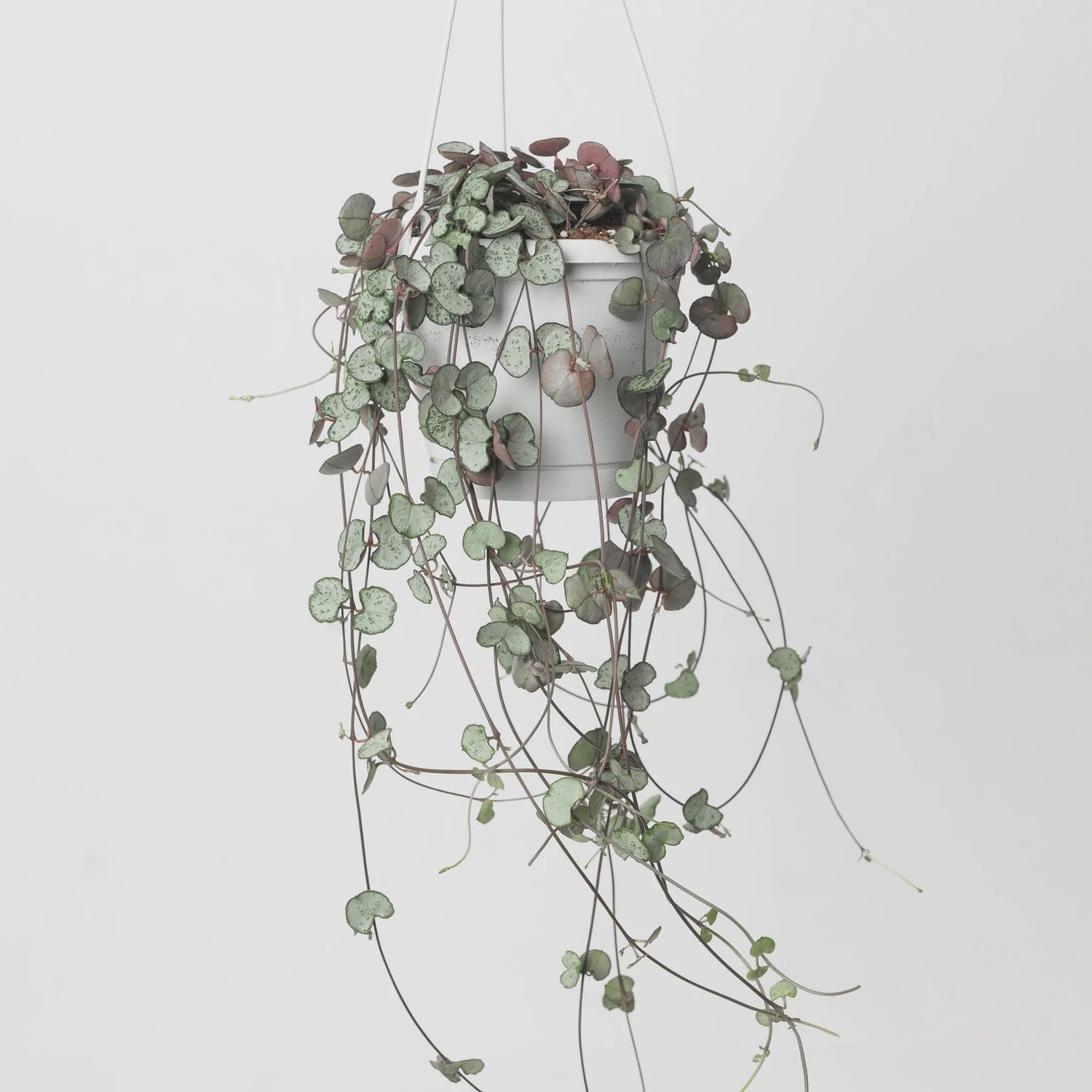 String of Hearts