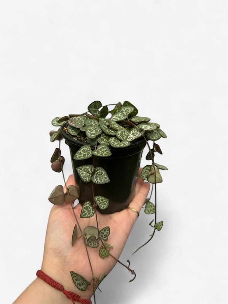 String of Hearts