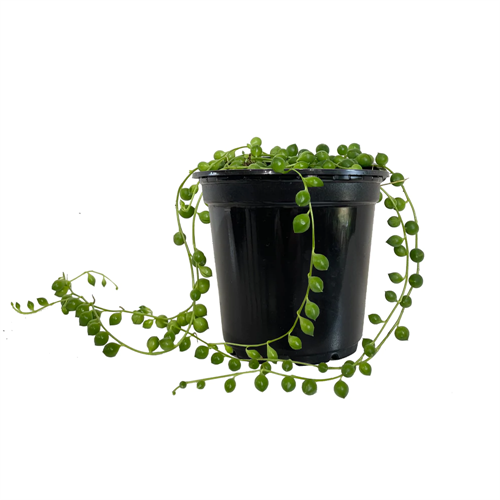 String of Pearls.