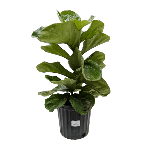 Fiddle Leaf Fig