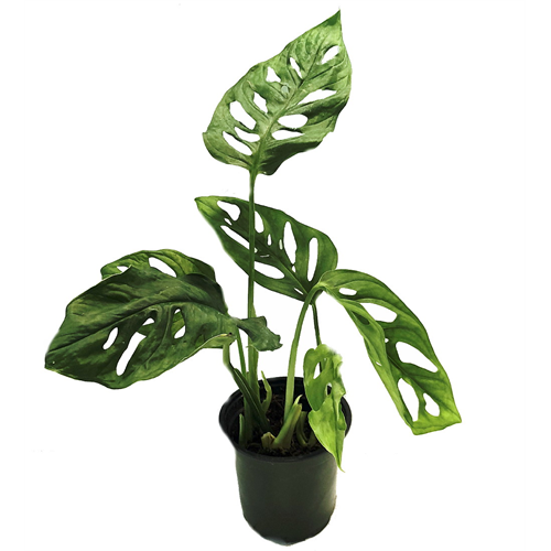 Monstera Swiss Cheese
