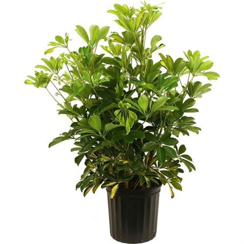 Schefflera Gold Capella