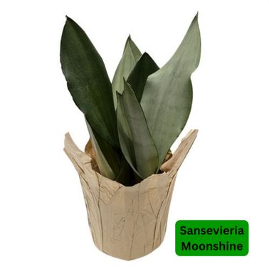 Snake Plants, Variety: Moonshine