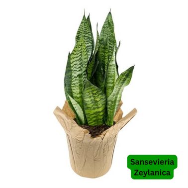 Snake Plants Zeylanica, Size: 6"