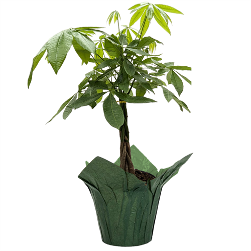 Pachira Money Tree