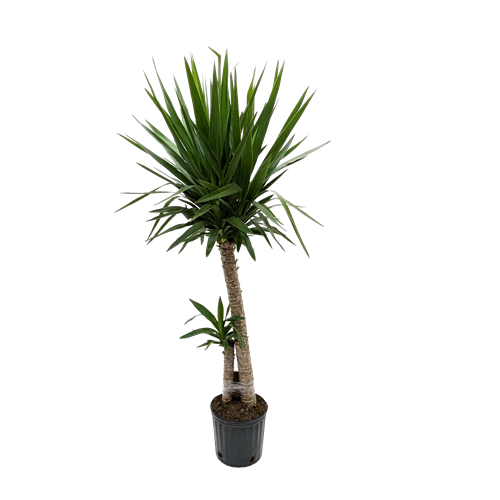 Yucca