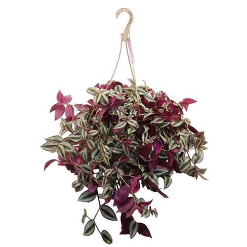 Tradescantia Purple