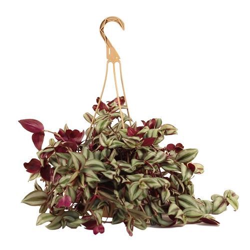 Tradescantia Variegated