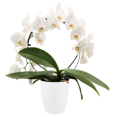 Orchid Infinity