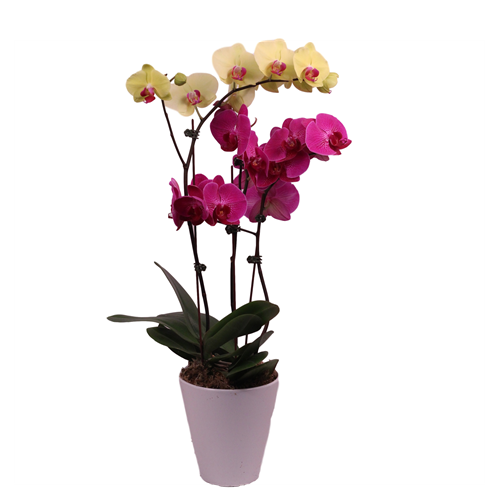 Orchid 1-2 Spike