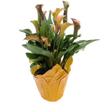 Calla Lillies