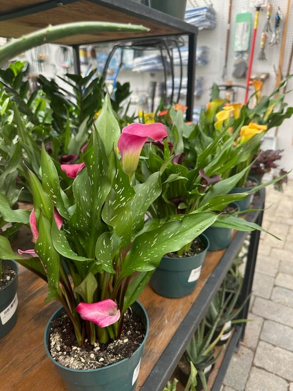 Calla Lillies