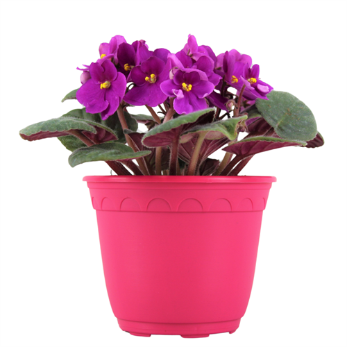 African Violet.