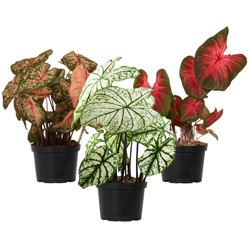 Caladiums