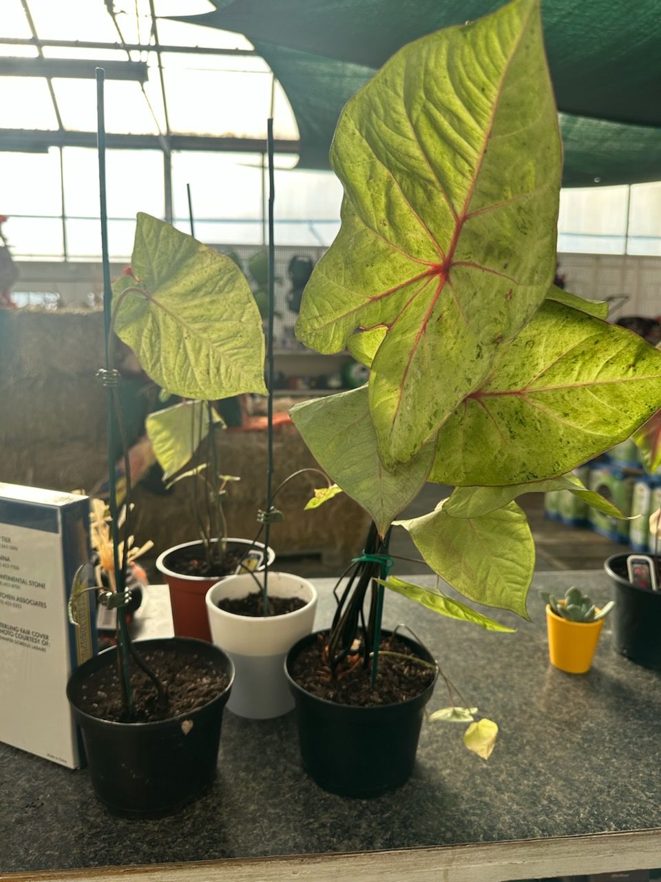 Caladiums, Variety: Autumn Beauty