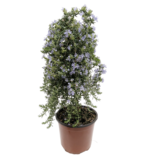 Weeping Rosemary
