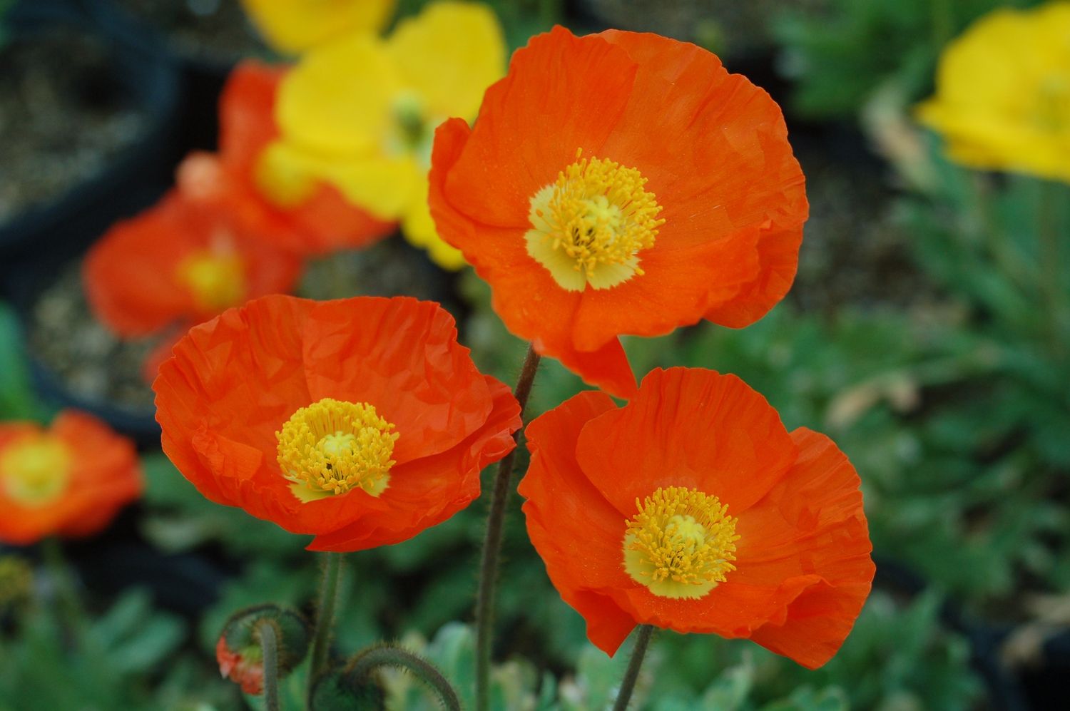 Poppy Garden Gnome