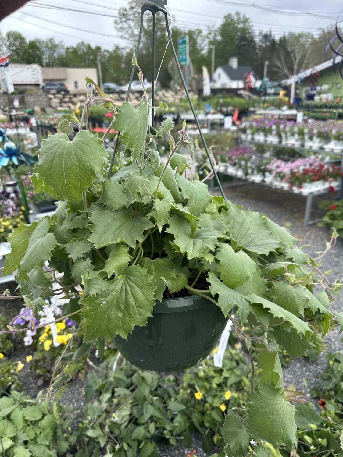 Black Eyed Susan Hanging Basket