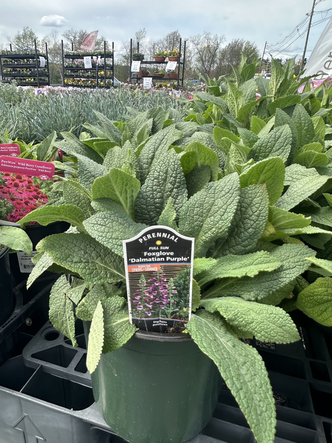 Foxglove Dalmation Purple