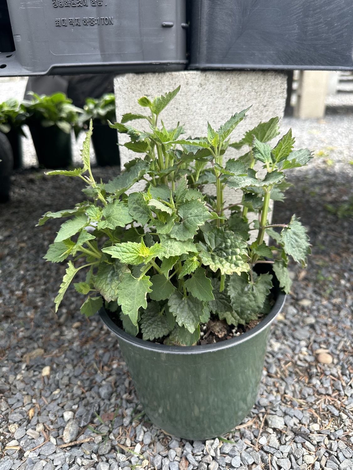 Hyssop Kudos Ambrosia