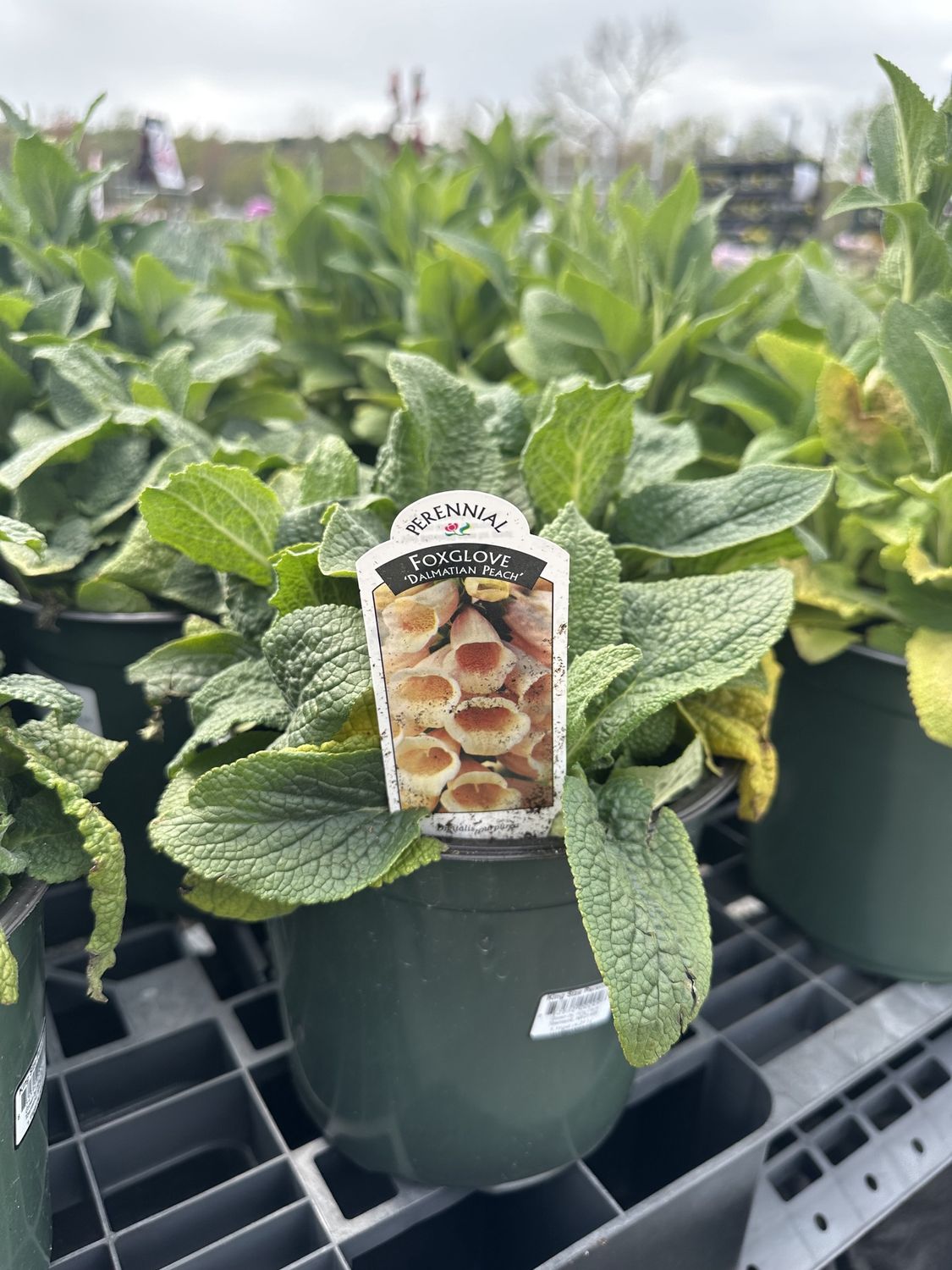 Foxglove Dalmation Peach