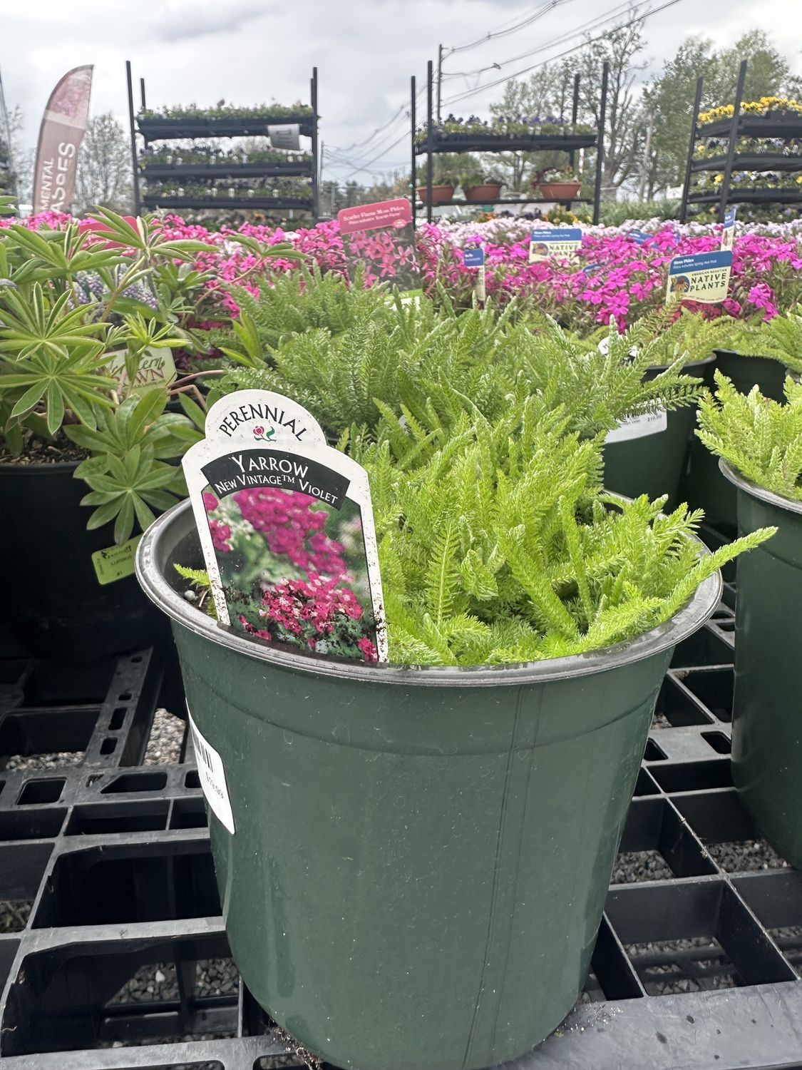 Yarrow Vintage Violet