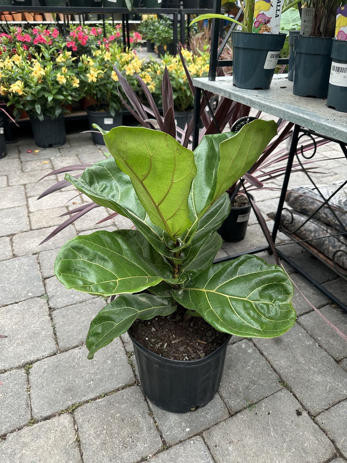 Fiddle Leaf Fig