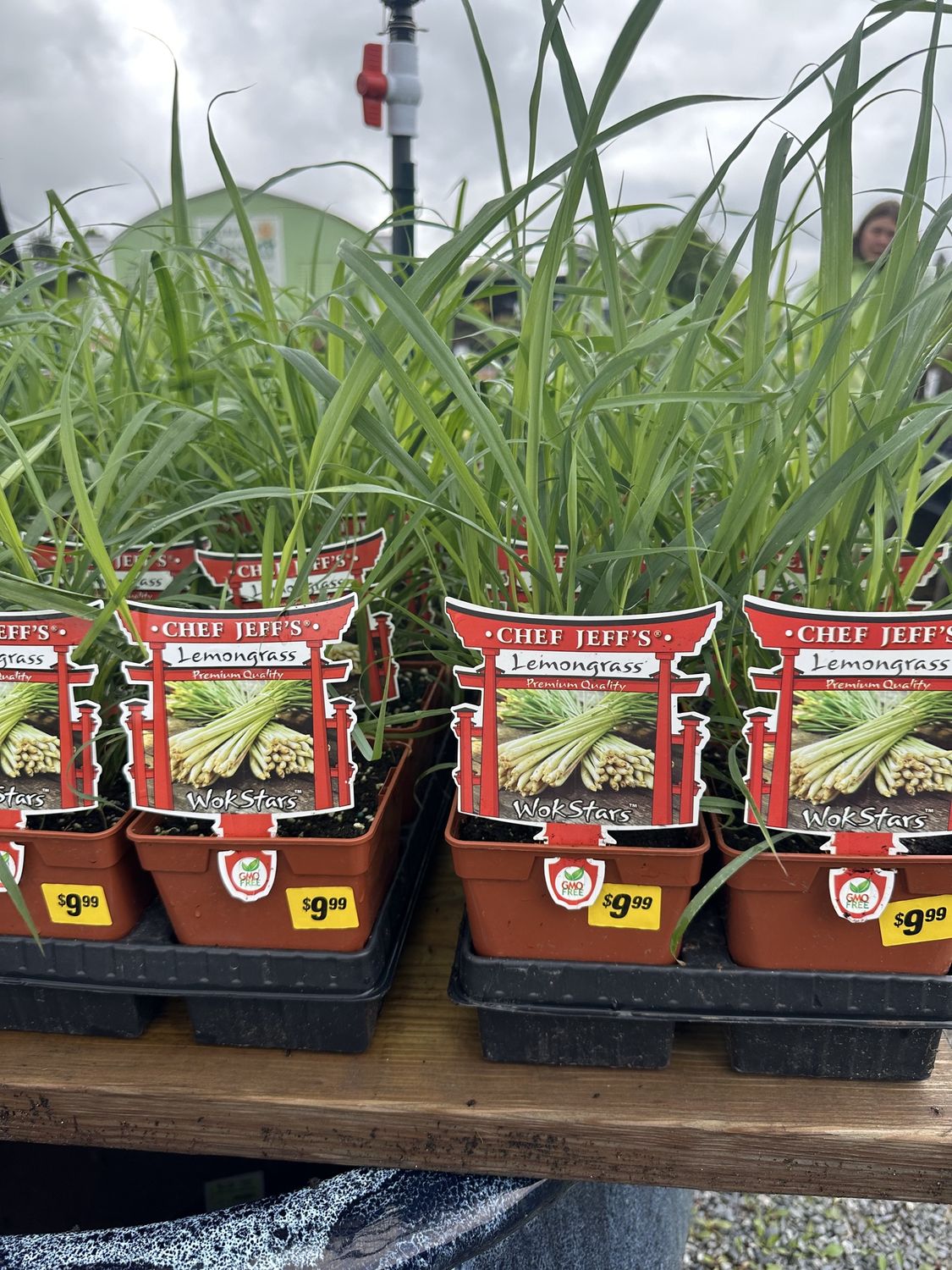 Lemongrass Seedling