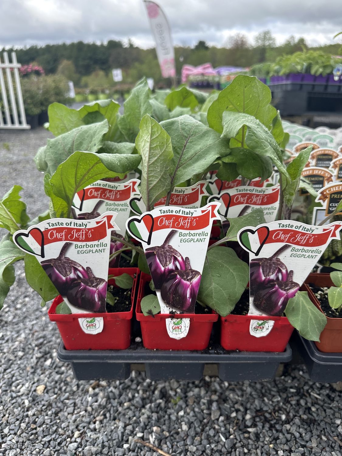 Eggplant Seedlings